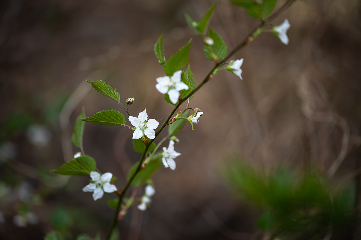DSC_0683.jpg