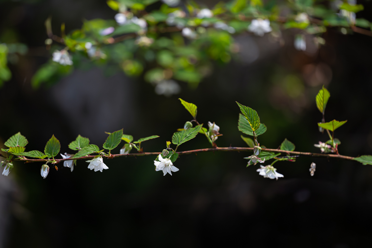 DSC_0845.jpg