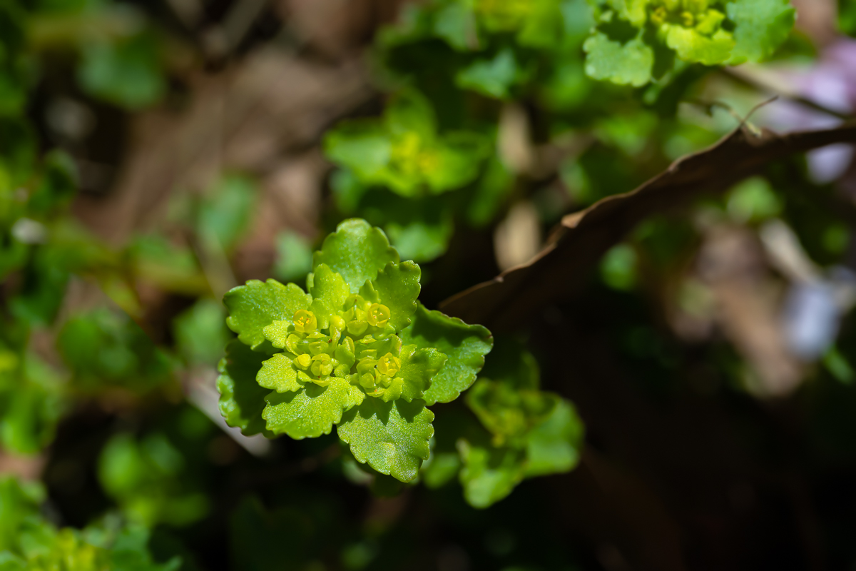 DSC_0838.jpg