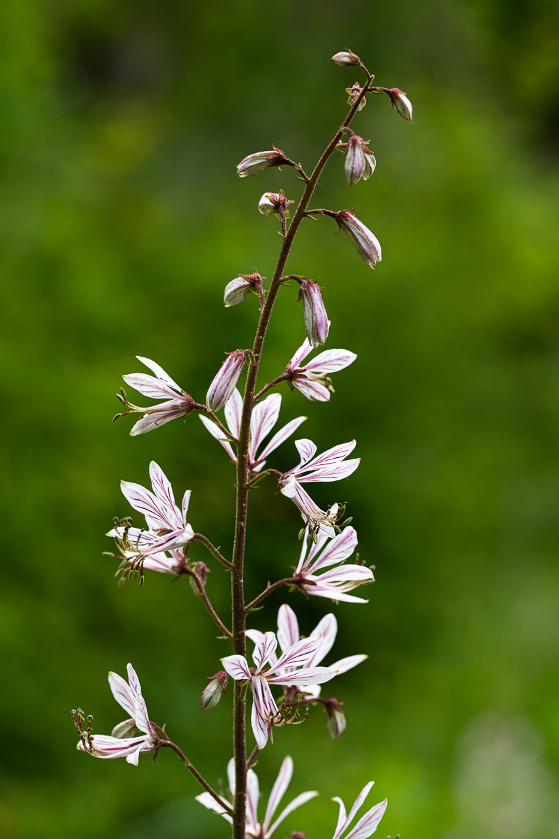 DSC_4777.jpg