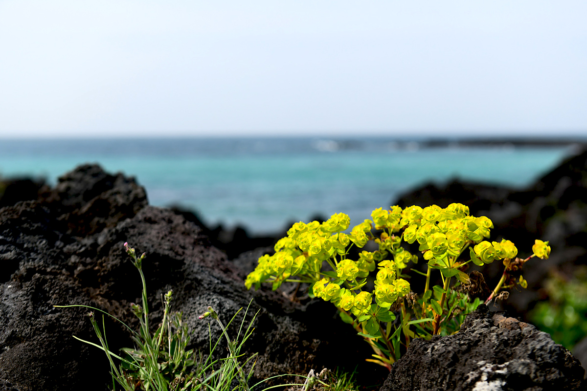 DSC_4743aaa.jpg