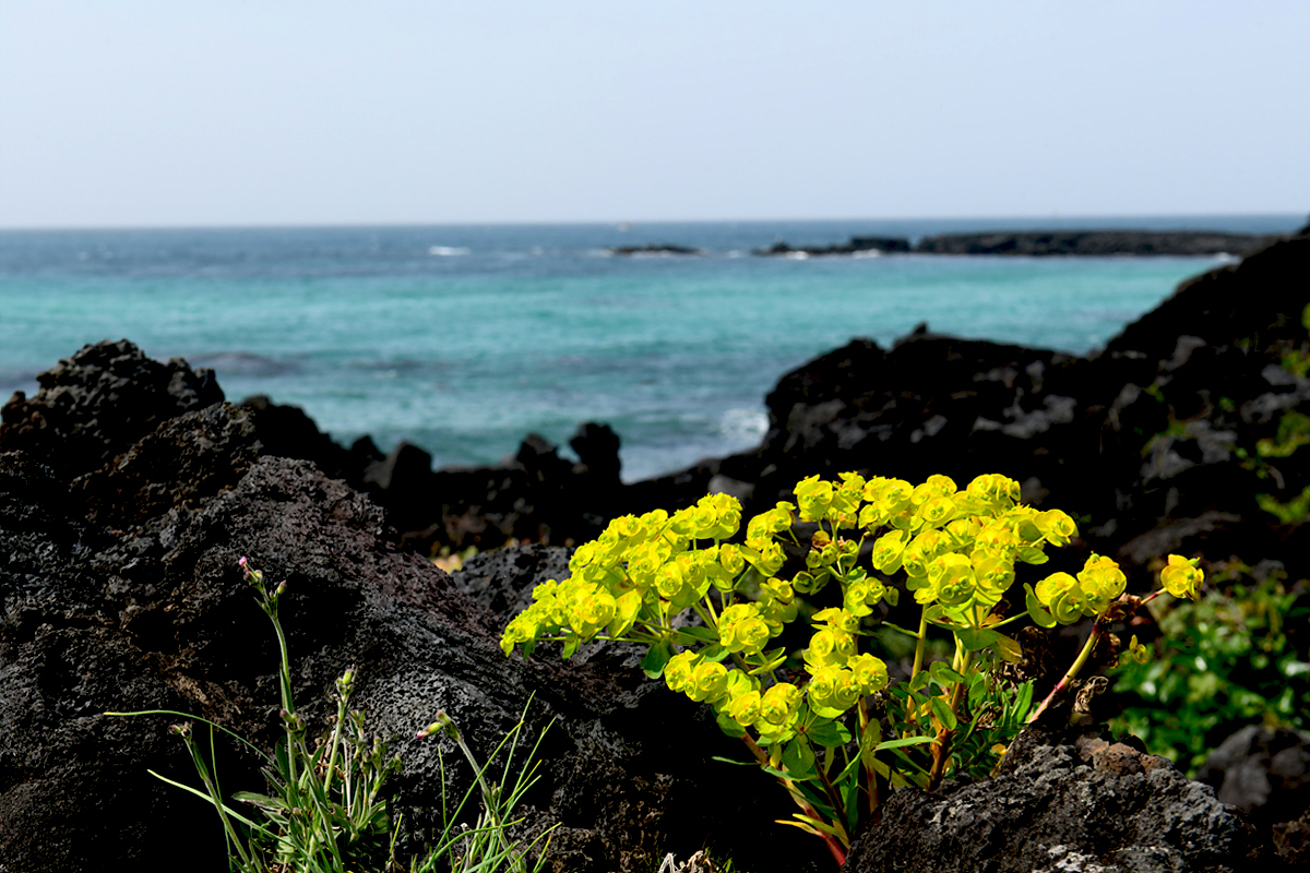 DSC_4745aaa.jpg