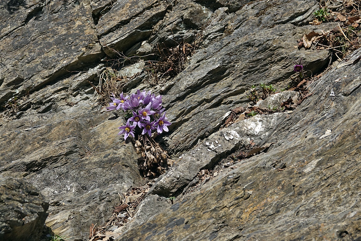 25-03-26 (215)-1.JPG