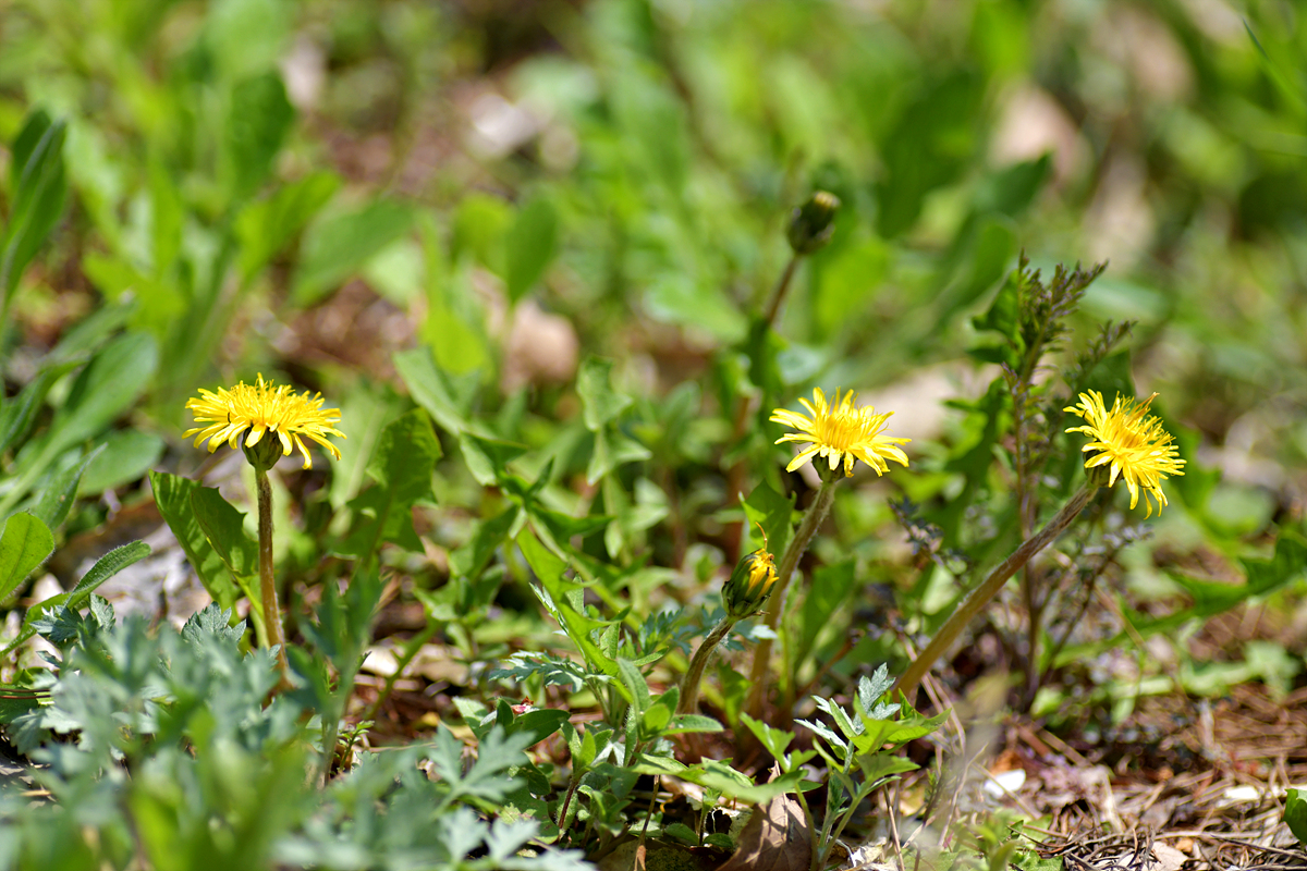 DSC_8497.jpg
