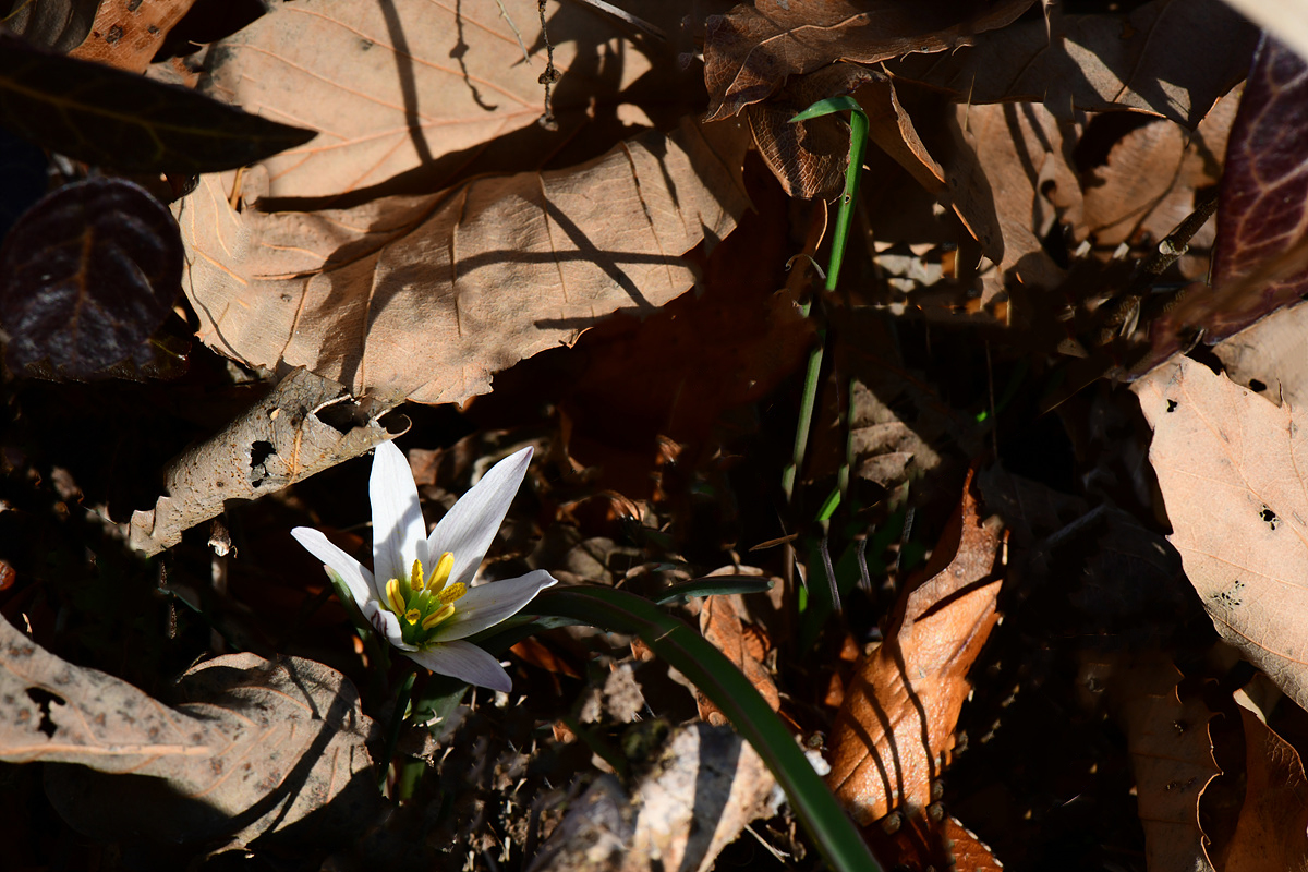 DSC_8907s.jpg