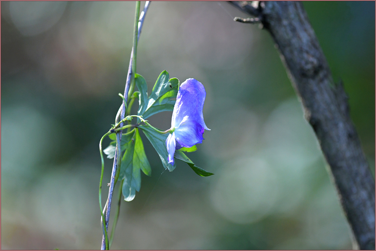 DSC_2954.jpg