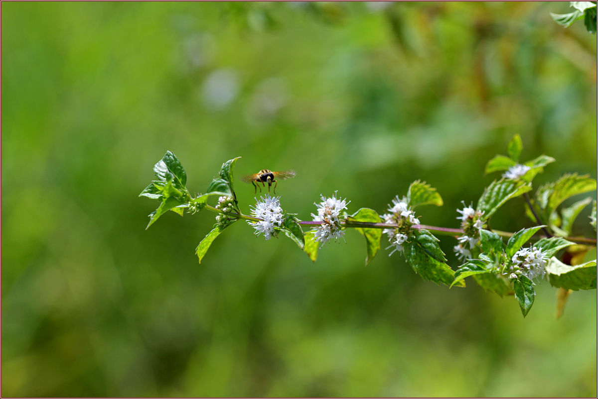 DSC_5492.jpg
