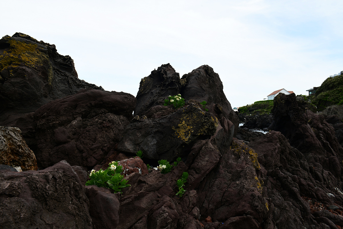 DSC_4507aaa.jpg