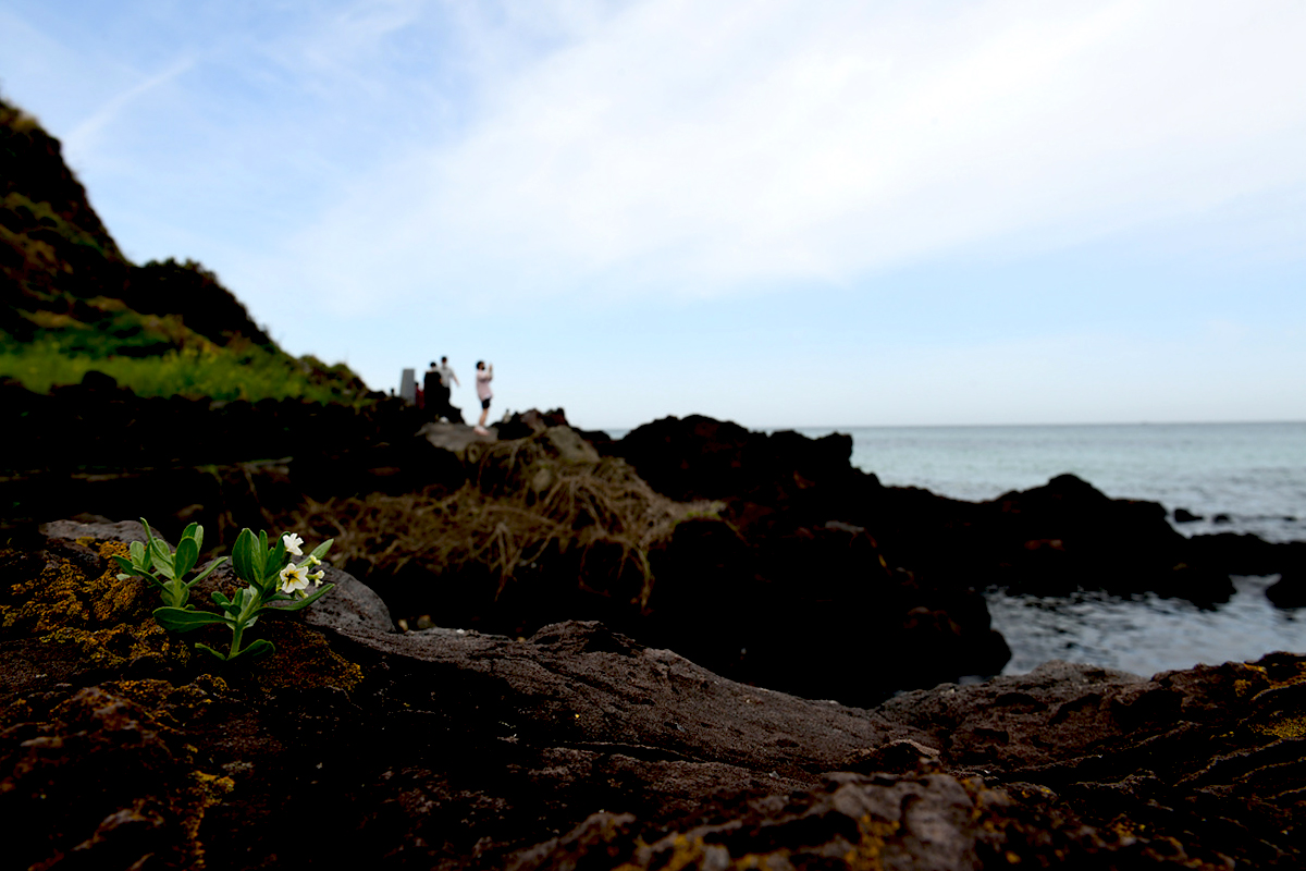 DSC_4519aaa.jpg