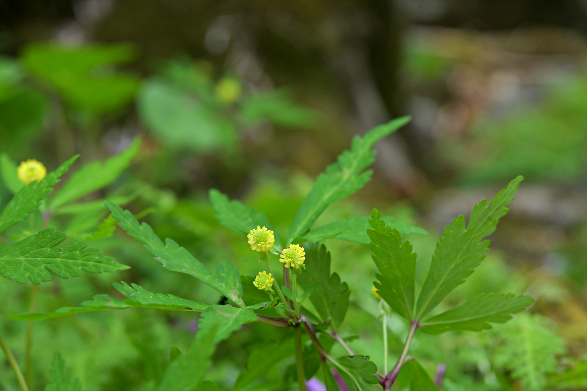 DSC_8668.jpg