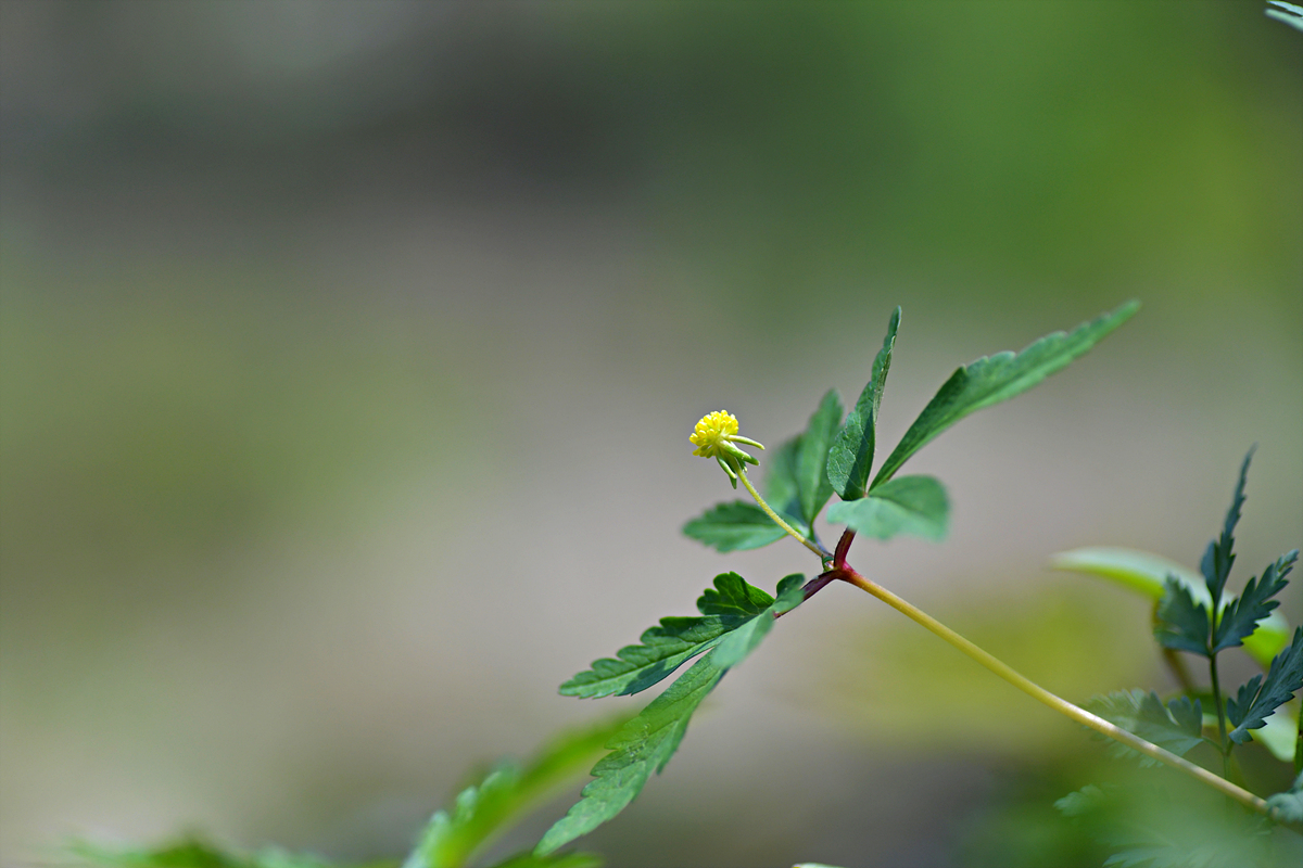 DSC_8508.jpg