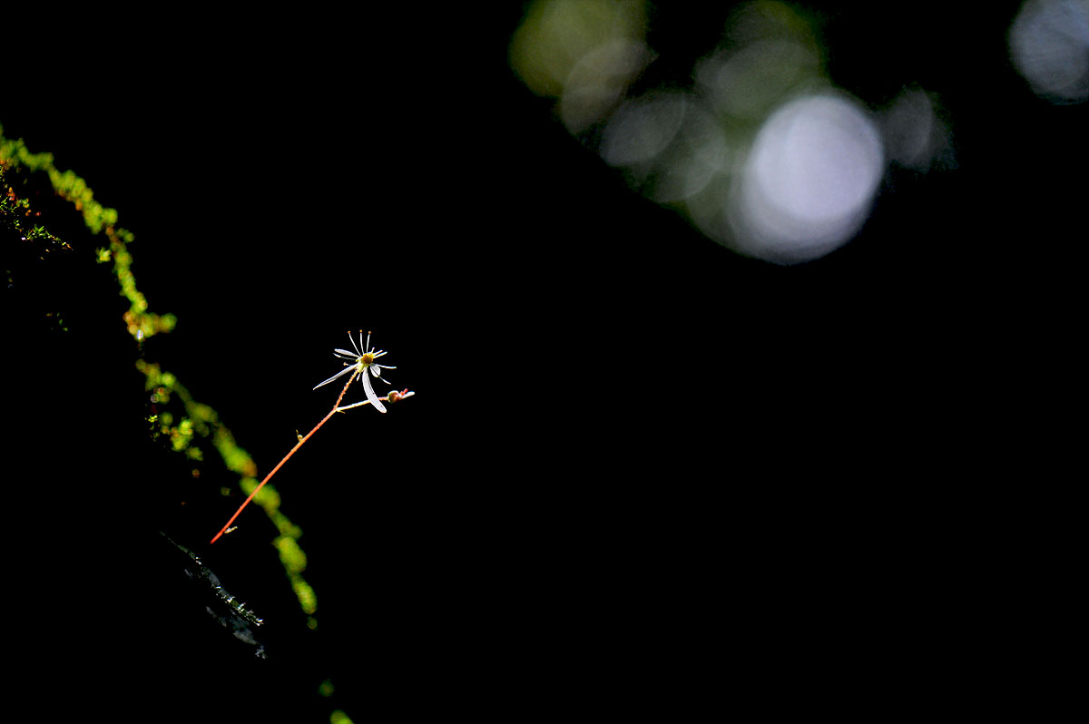 DSC_1137s.jpg