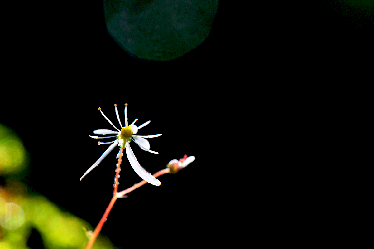DSC_1157s.jpg