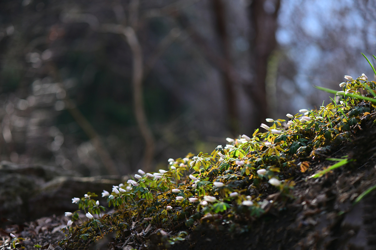 DSC_4505bb.jpg