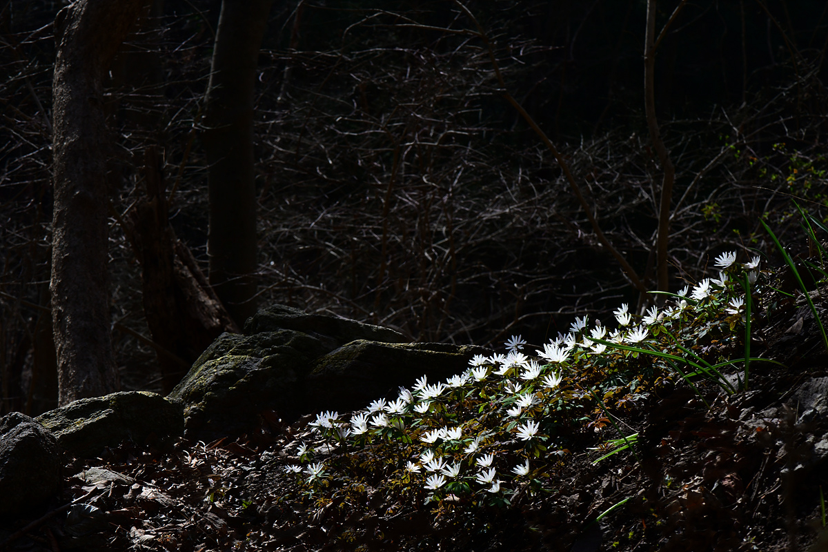 DSC_4194aa.jpg