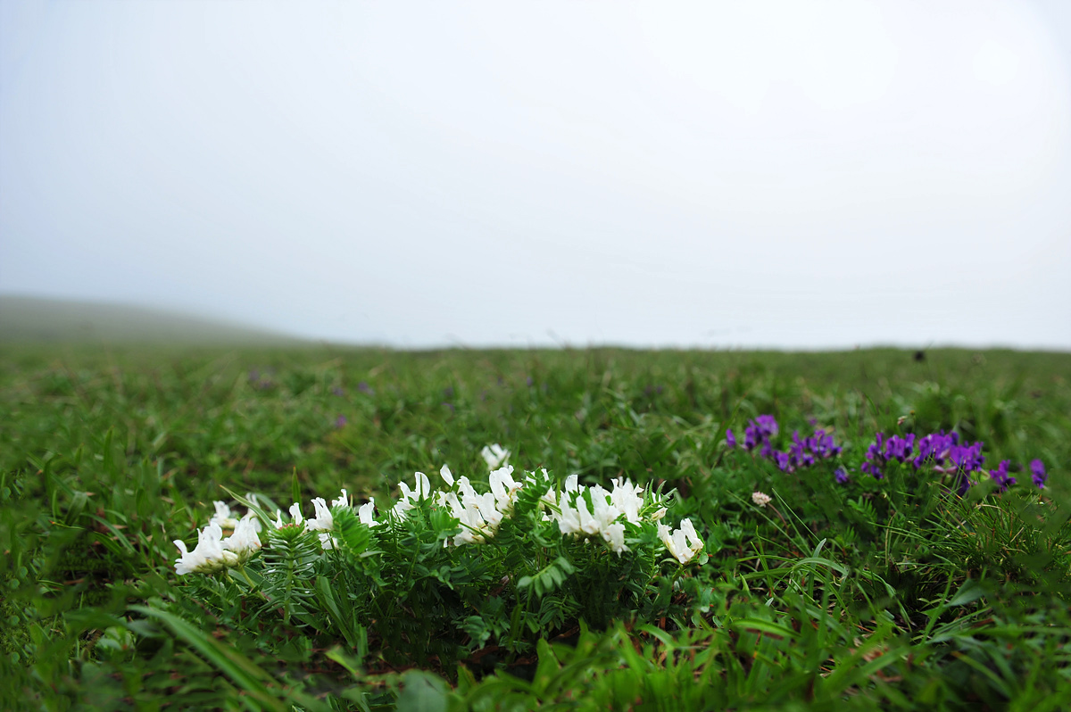 DSC_7717aa.jpg