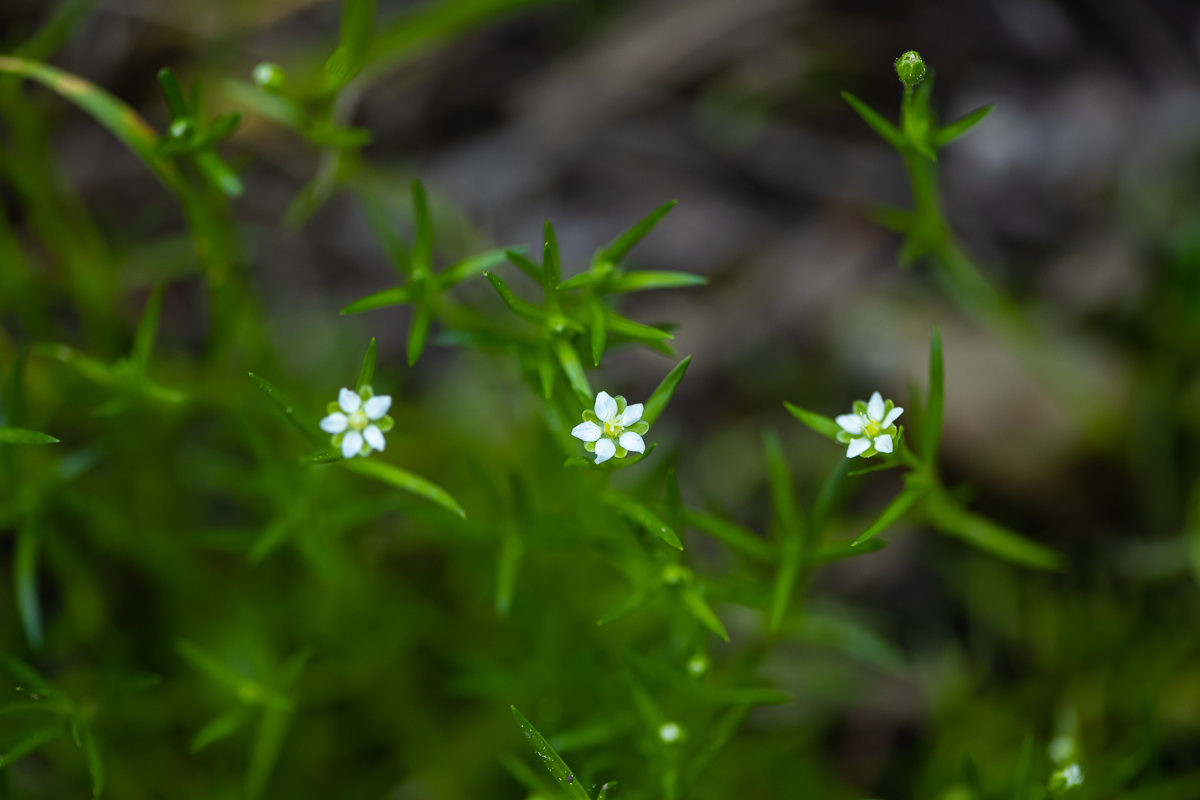 DSC_7404.jpg