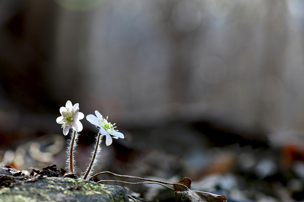 DSC_4467qqq.jpg