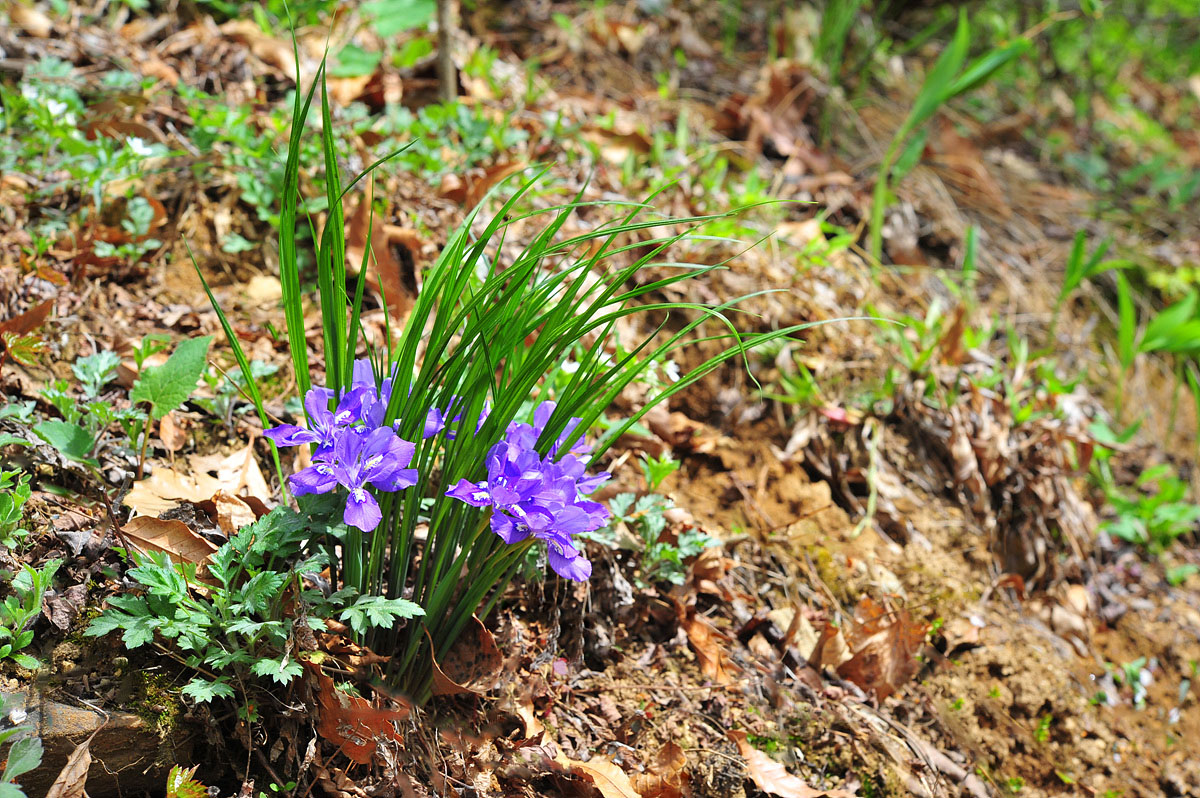 DSC_6291ss.jpg