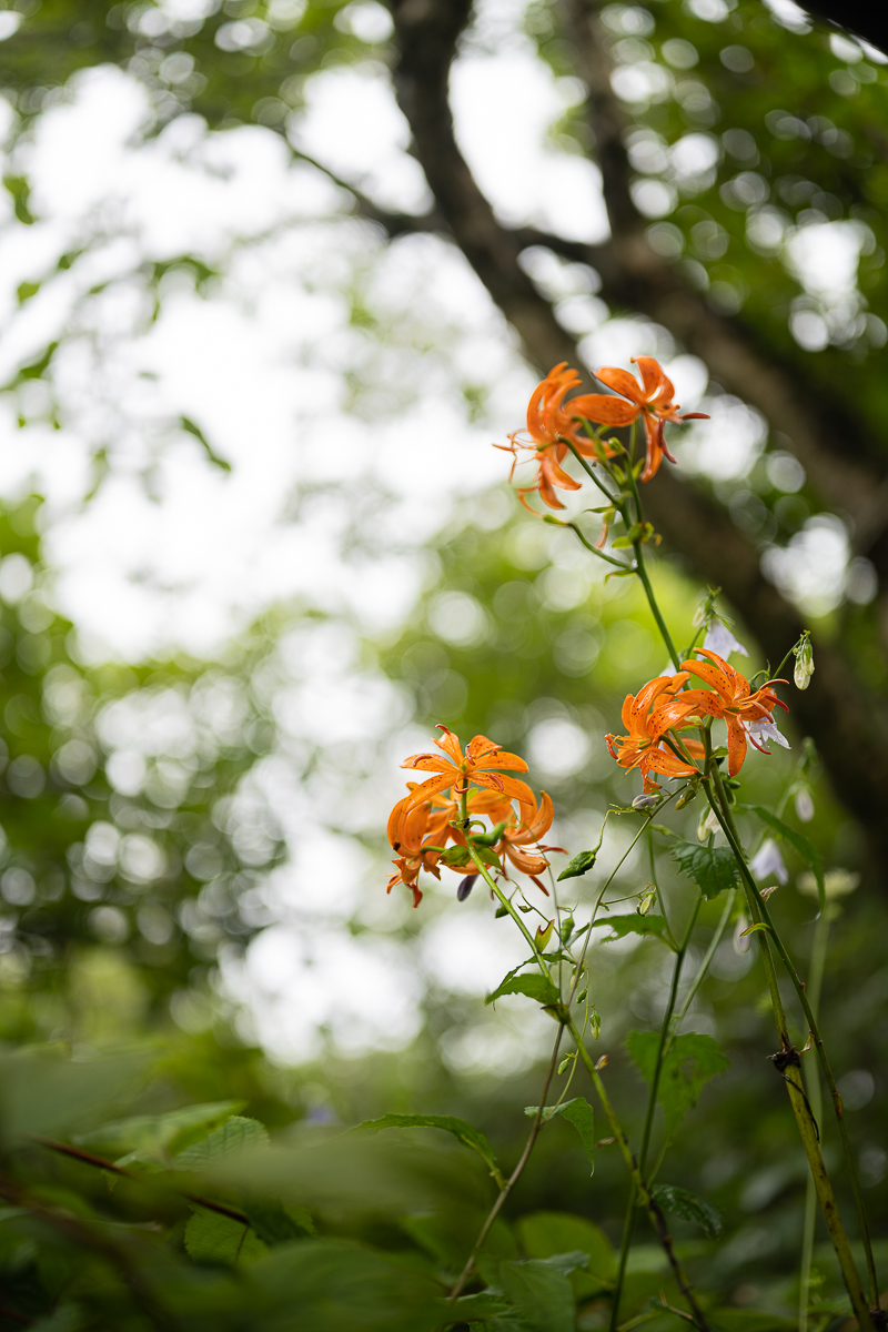 DSC_2395.jpg