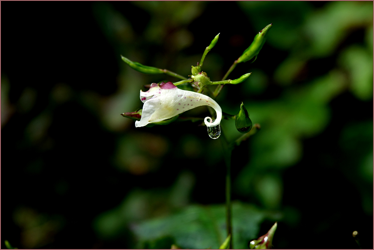 KHS05013.jpg