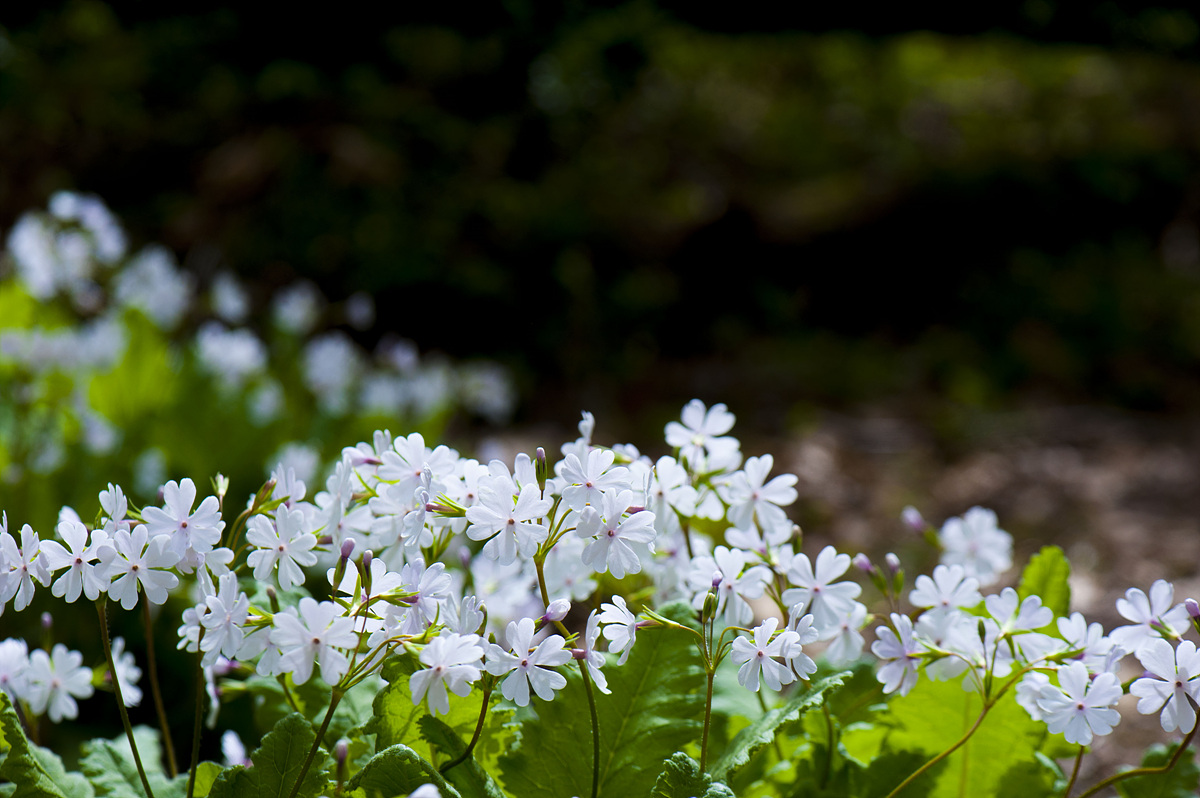 DSC_5830css.jpg