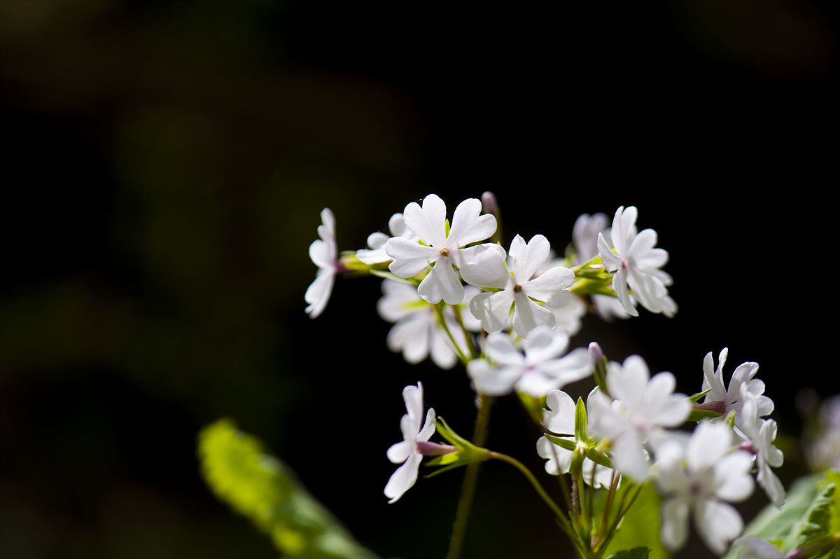 DSC_5840cs.jpg