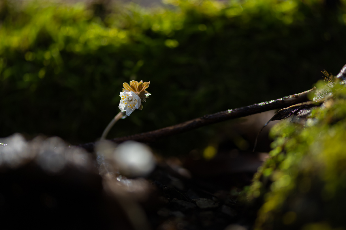 DSC_7371.jpg