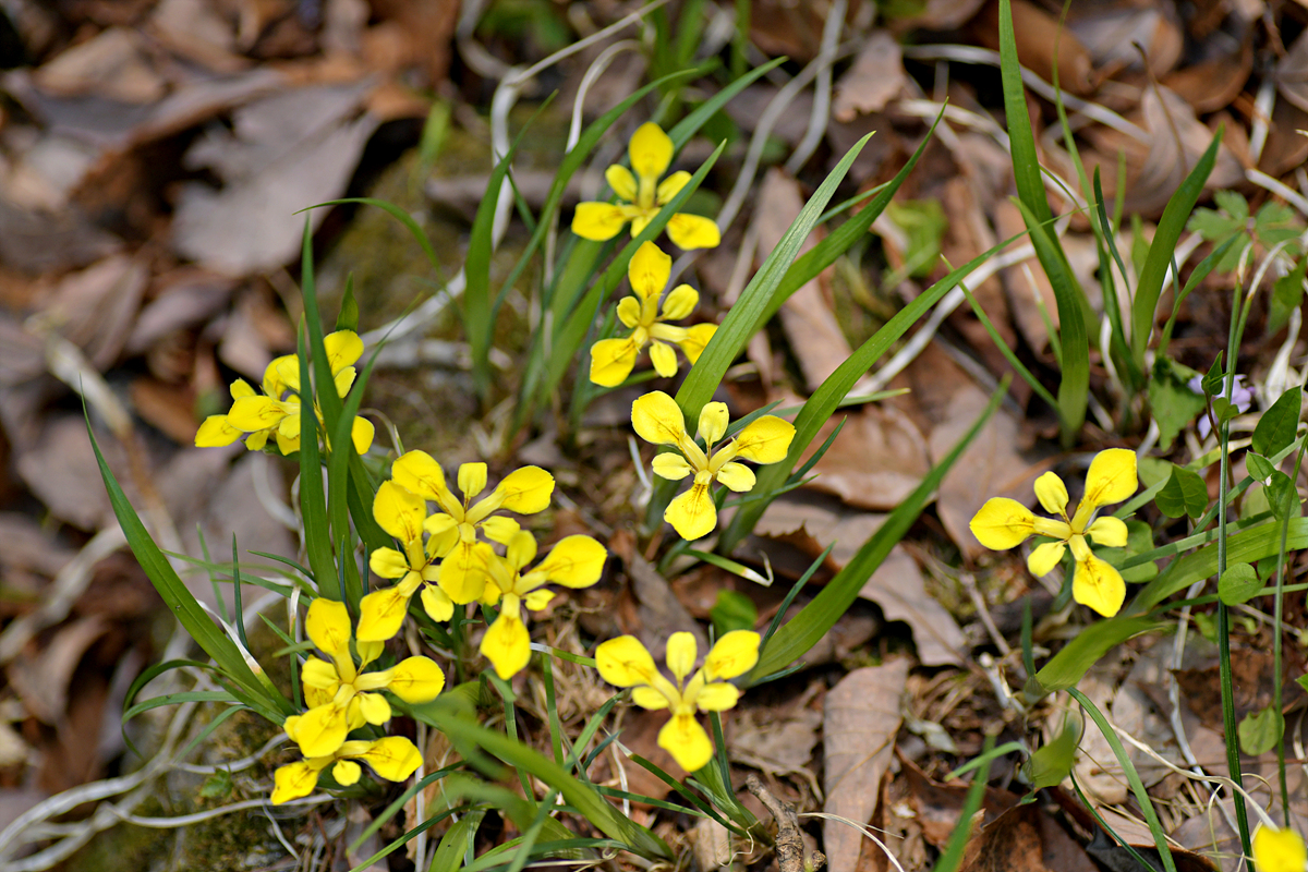 DSC_8589.jpg