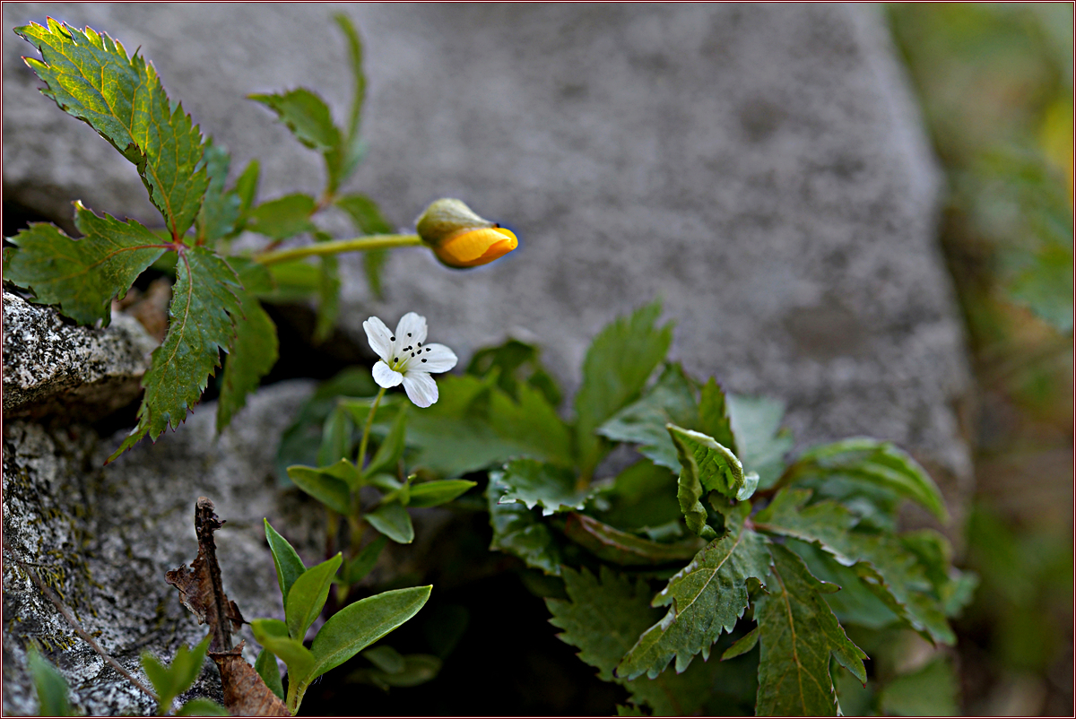 DSC_9324.jpg