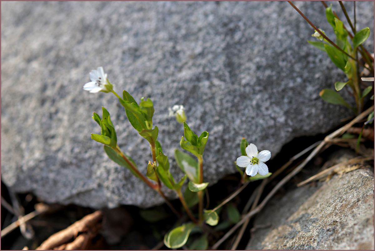 DSC_9305.jpg