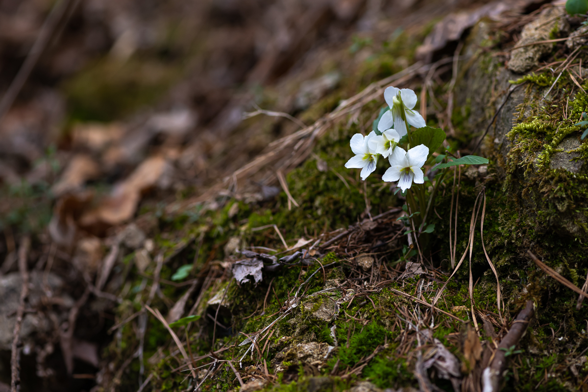 DSC_2439.jpg