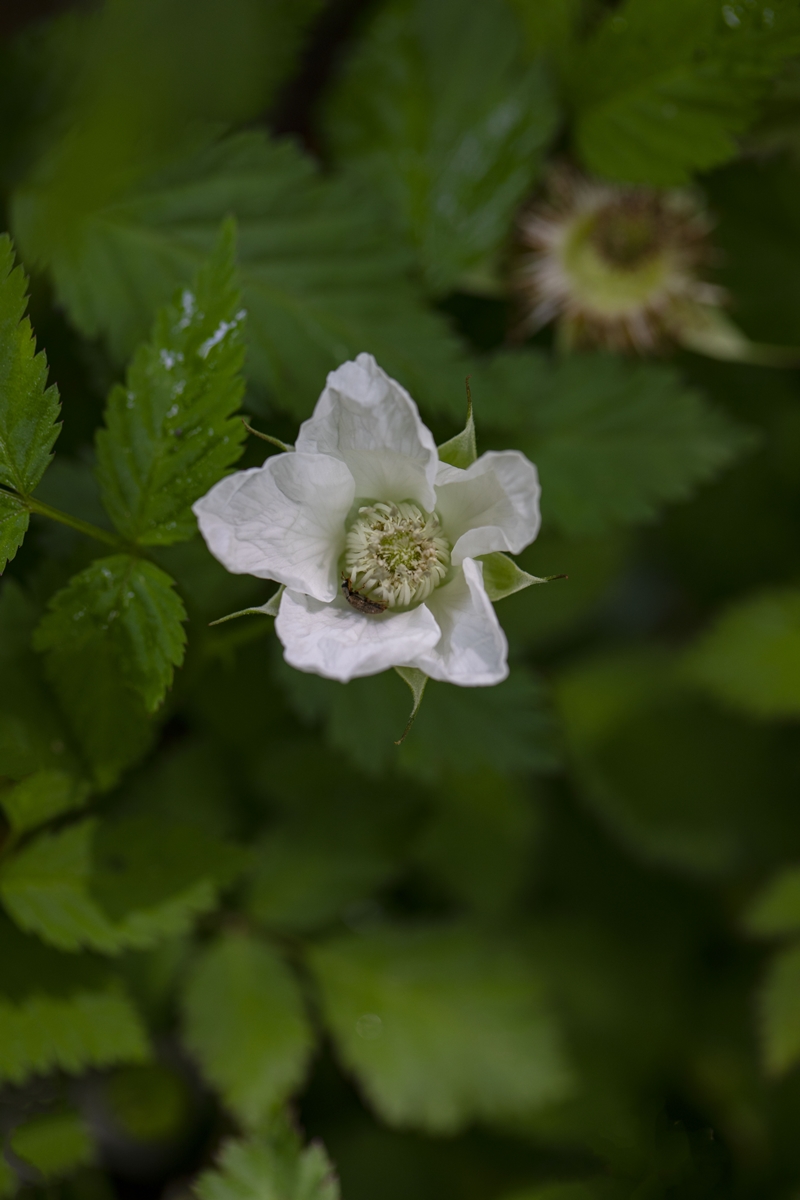 IMG_8016 가시딸기 줄기가시없음.jpg