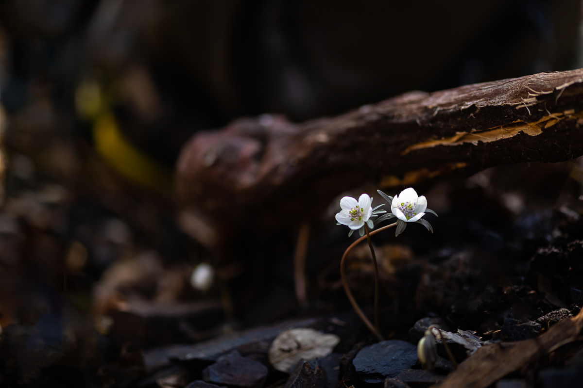 DSC_7316.jpg