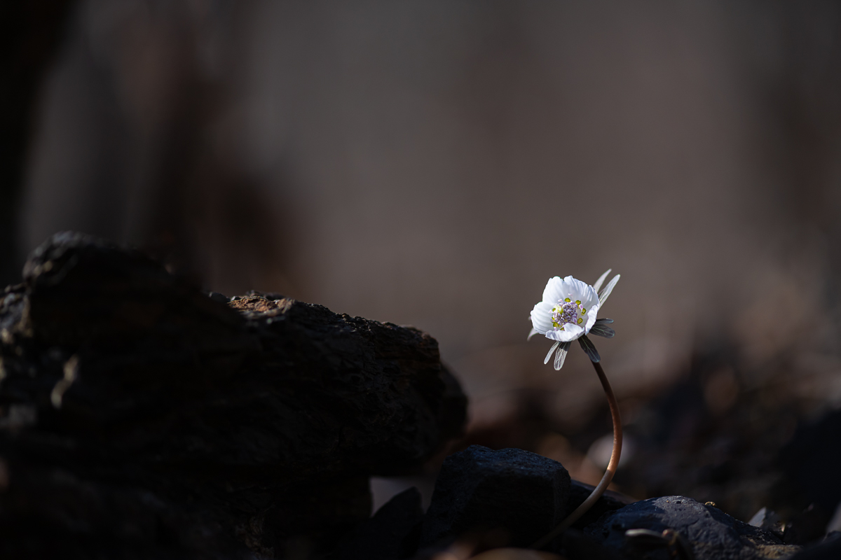 DSC_7294.jpg