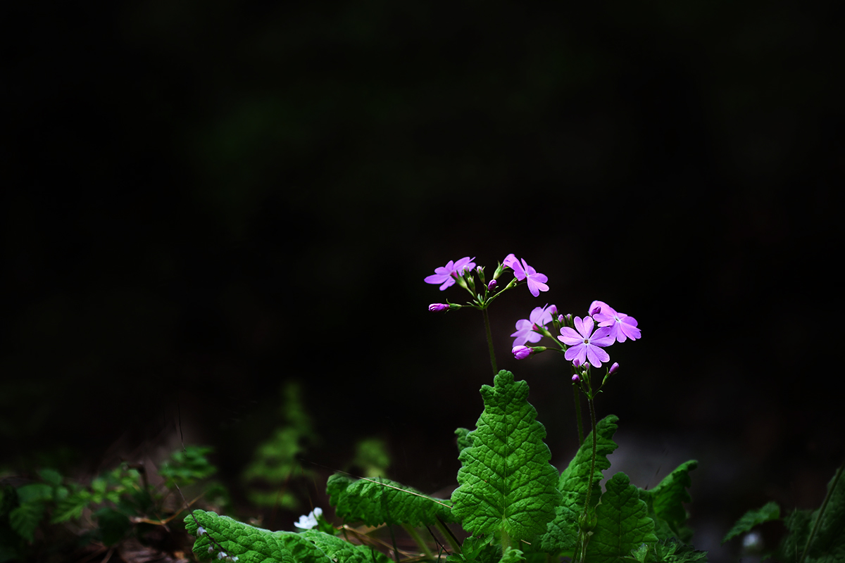 IMG_9662a.jpg
