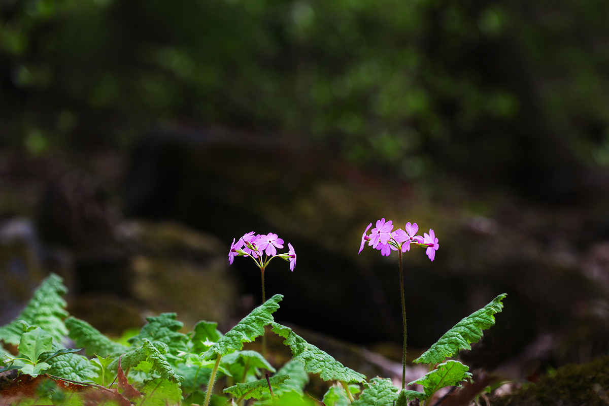 IMG_9396a.jpg