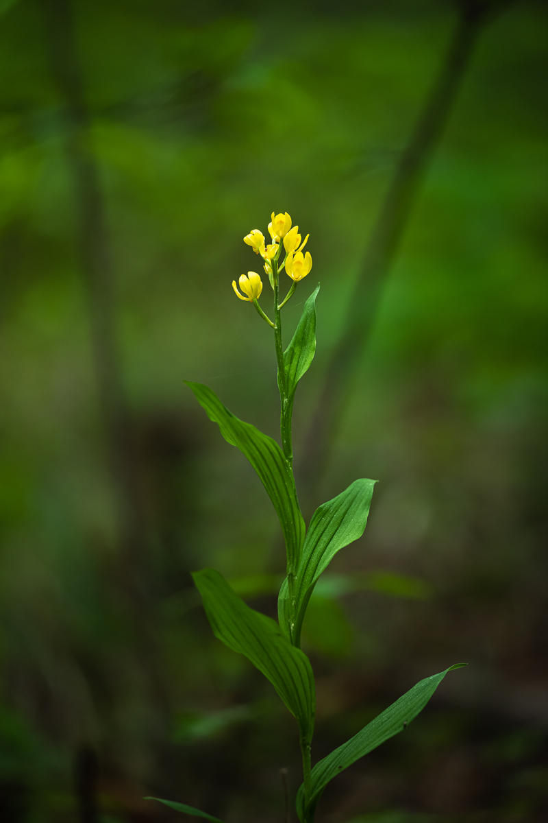 DSC_7597.jpg