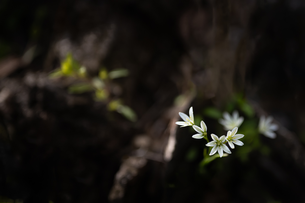 DSC_7142.jpg