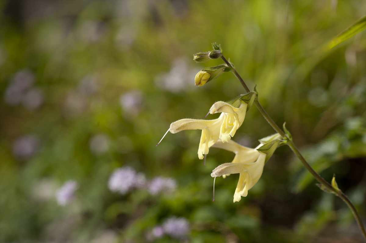 DSC_7253-1.jpg