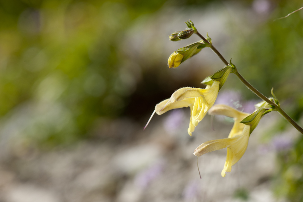 DSC_7256-1.jpg