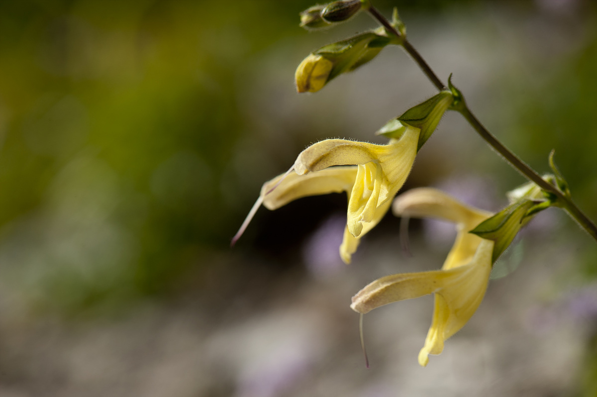 DSC_7255-1.jpg