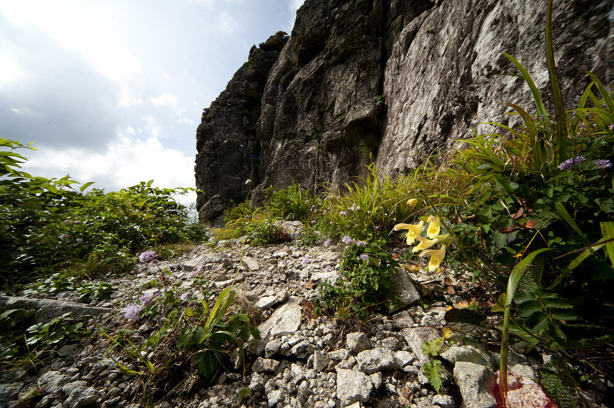 DSC_7234-1.jpg