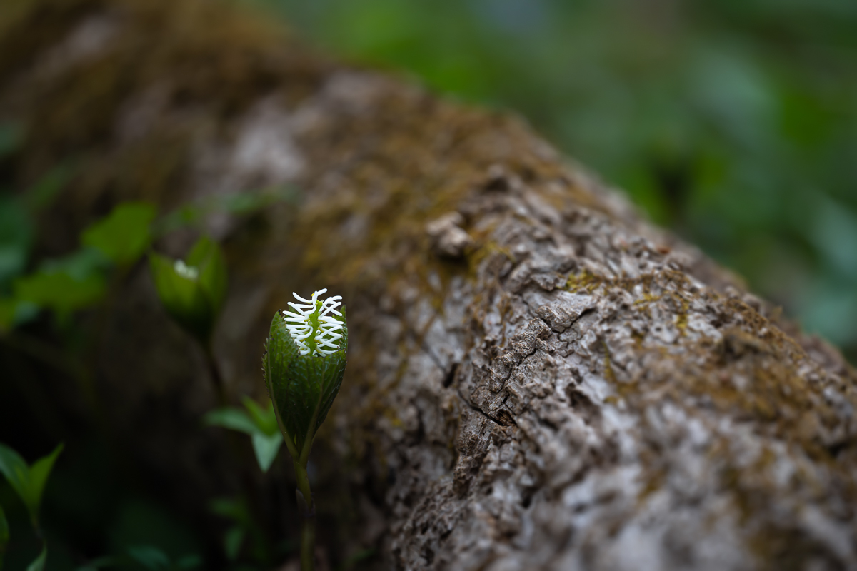 DSC_2855.jpg