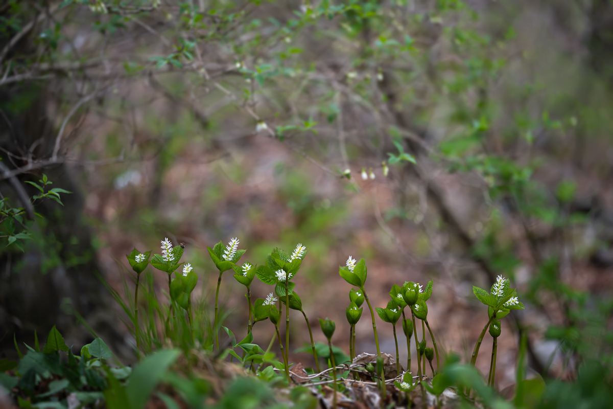 DSC_2966.jpg