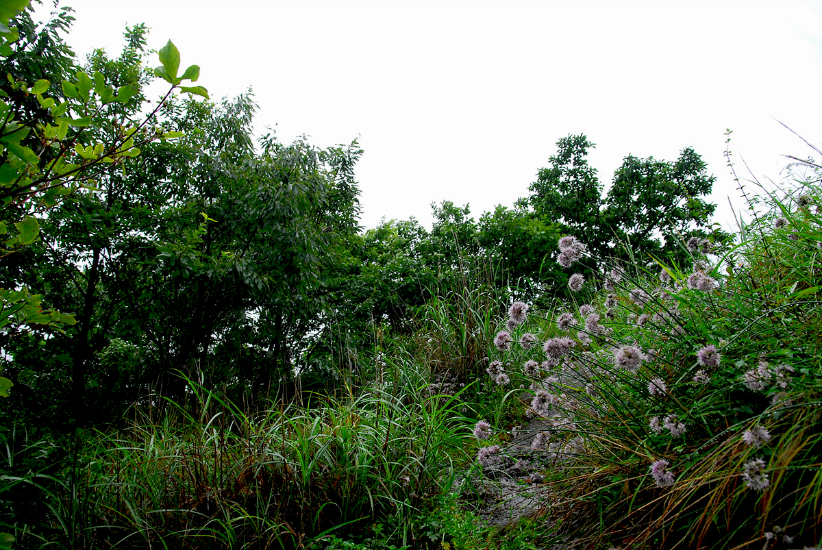 0808015k 622ss.jpg