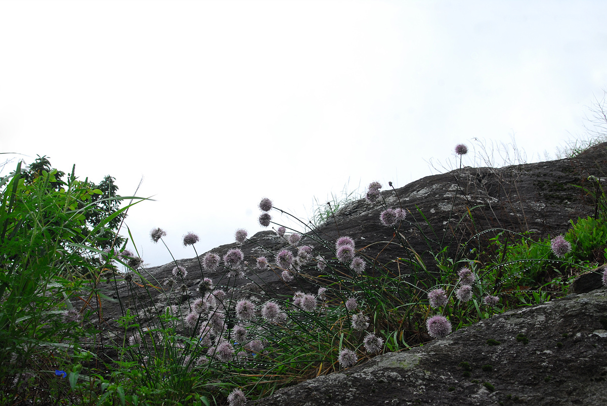 0808015k 630ss.jpg