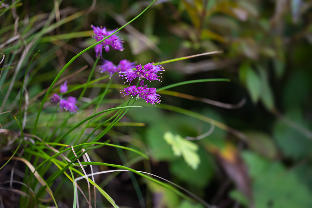 DSC_0423.jpg