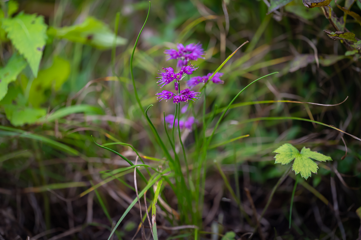 DSC_0421.jpg