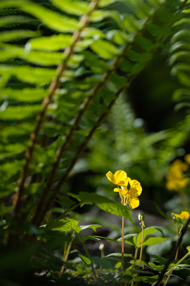 DSC_9565.jpg